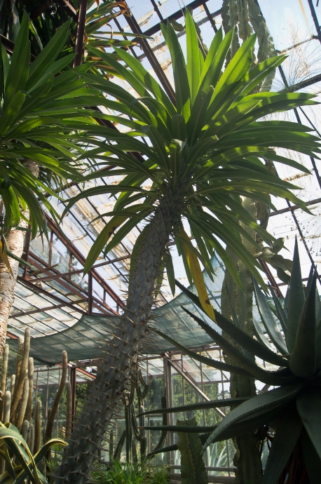 Суровая пальма в кактусовой оранжерее. Фото Елены Яковлевой