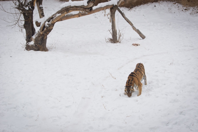 Тигра в Ереванском Зоопарке