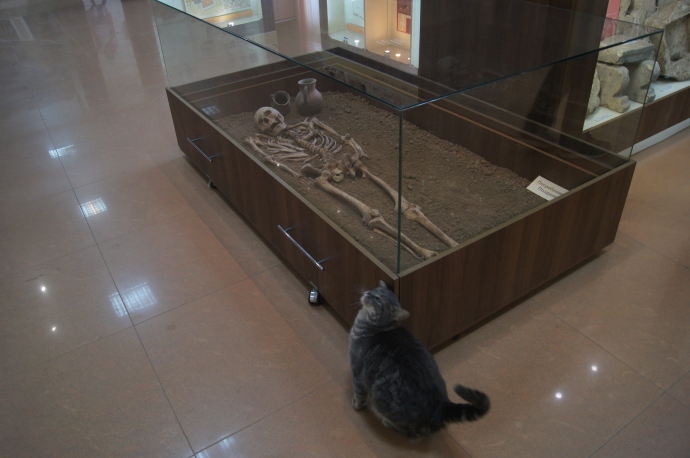 Экспонаты главного музея - кости и котька