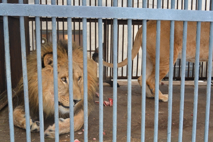 Львы в Ереванском Зоопарке