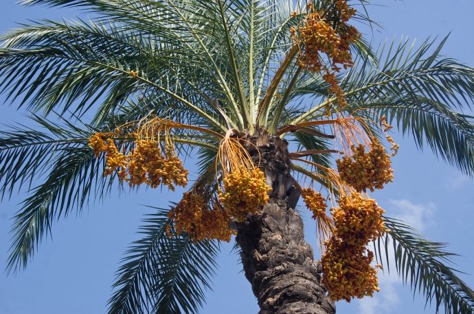 Финиковая (вероятно) пальма