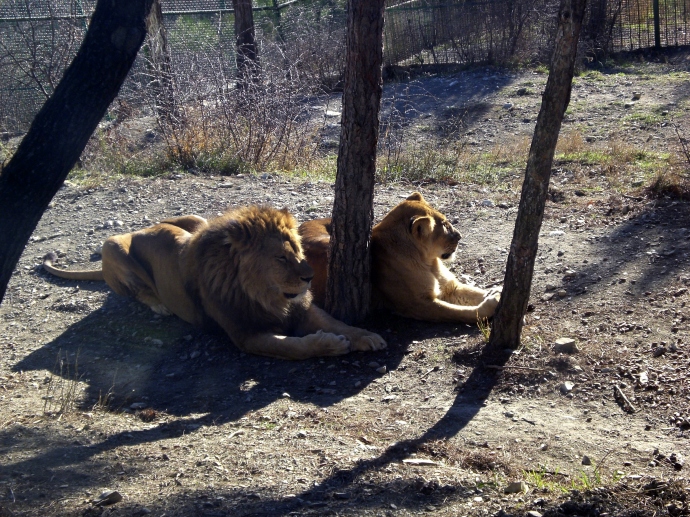 Львы в Сафари-Парке в Геленджике