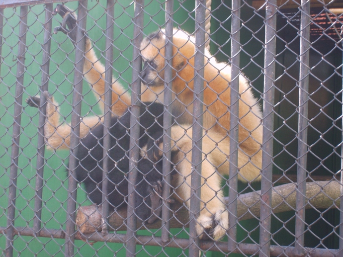 Приматы. Пензенский зоопарк