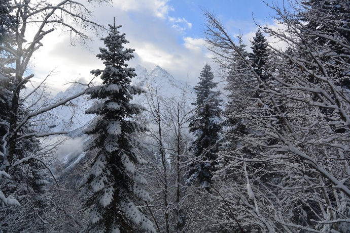 Снежные хвойные лапы (отрог Семенов-Баши)