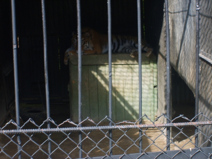 Тигр. Пензенский зоопарк