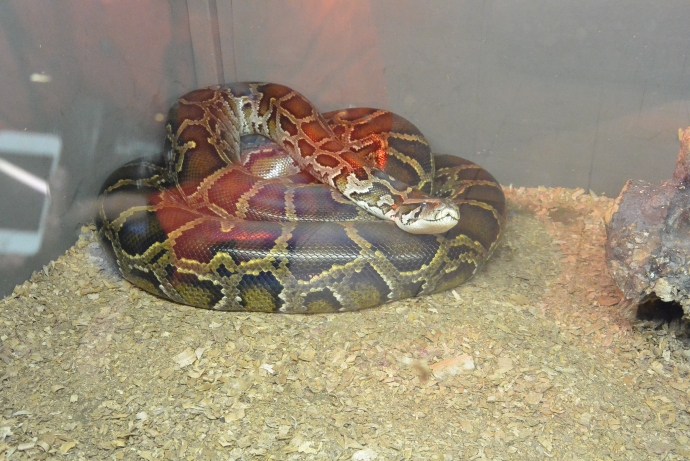 Змейка в террариуме в Ереванском Зоопарке