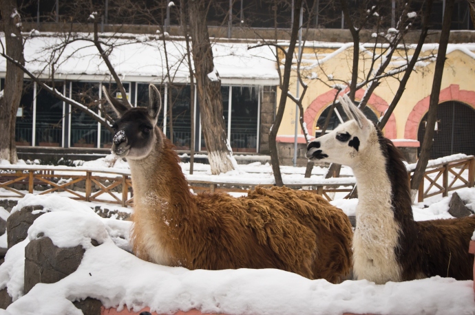 Ламы - милахи в Ереванском Зоопарке