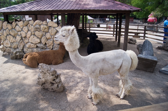 Модная лама-альпачка