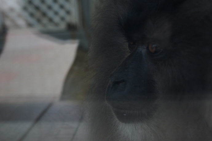 Примат с осмысленным взглядом в Ростовском зоопарке