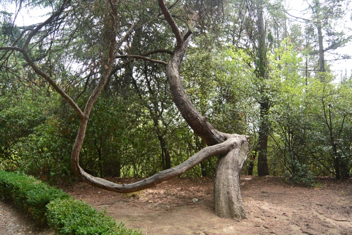 Дерево-лавочка. Фото Екатерины Босак