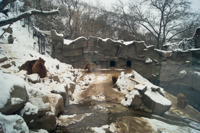 Мишки в Ереванском зоопарке