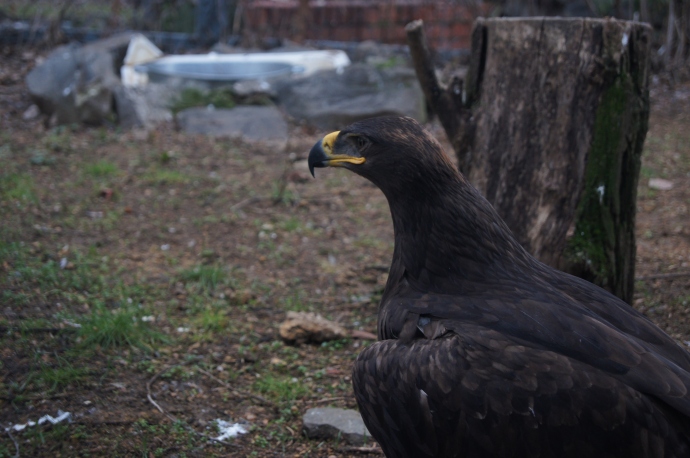 Орел в Ростовском зоопарке