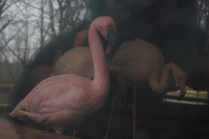 Розовый фламинго греется за стеклом в Ростовском зоопарке
