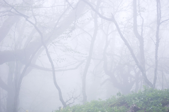 Загадочный туманный лес, мастерски запечатлённый Леной...