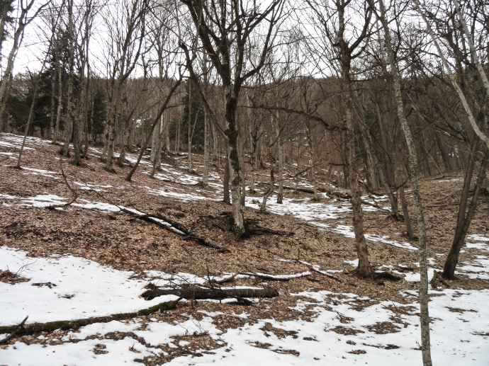 Начало подъема (пологая часть) - голый февральский лес