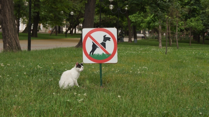 Котька вполне доволен законами)