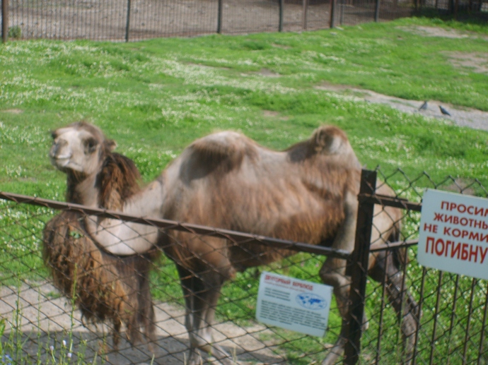 Верблюд. Пензенский зоопарк