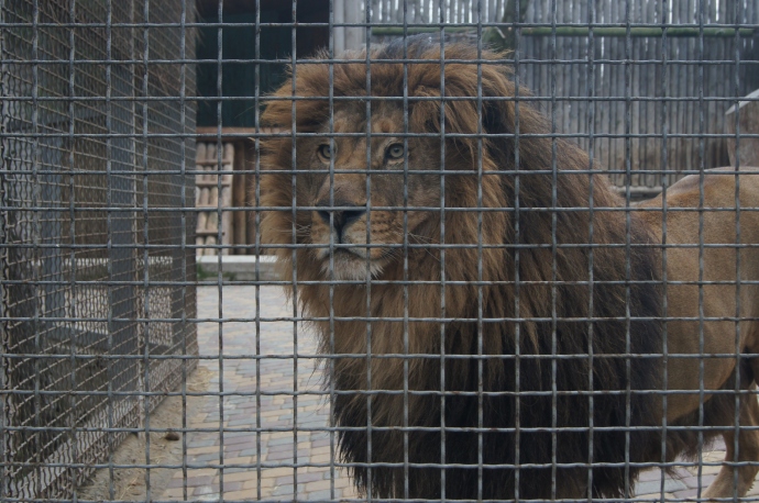 Царь зверей, Ростовский зоопарк
