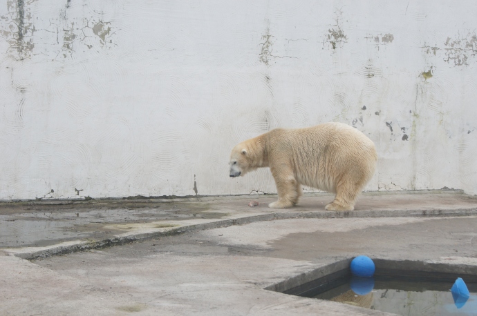 Белый медведь в Ростовском зоопарке