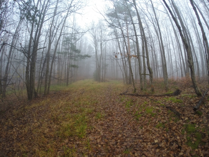 Утренний туманный лес